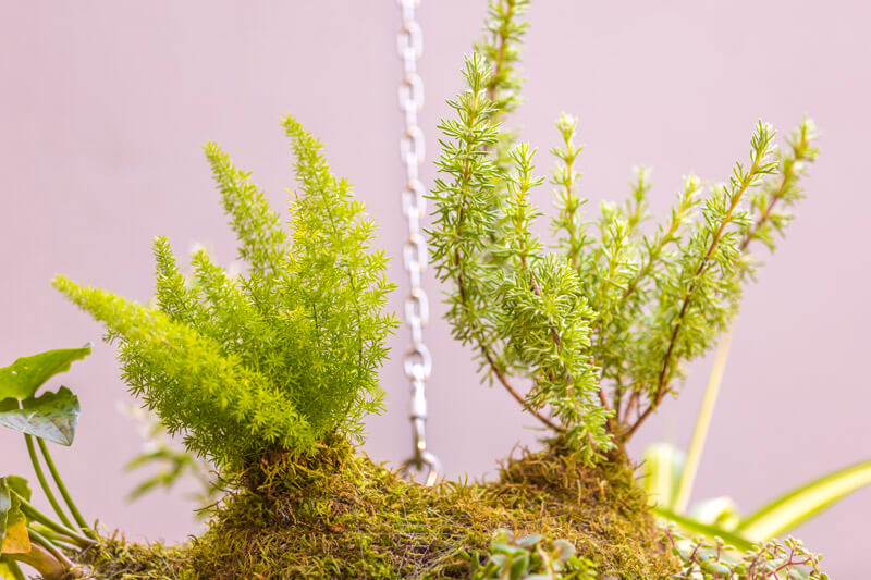 The African hanging garden 6