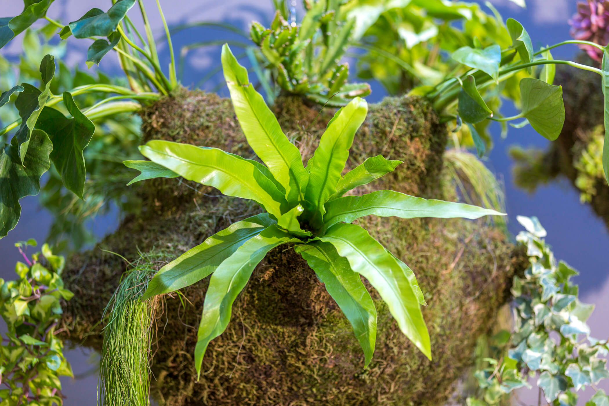 The Amazon hanging garden 1