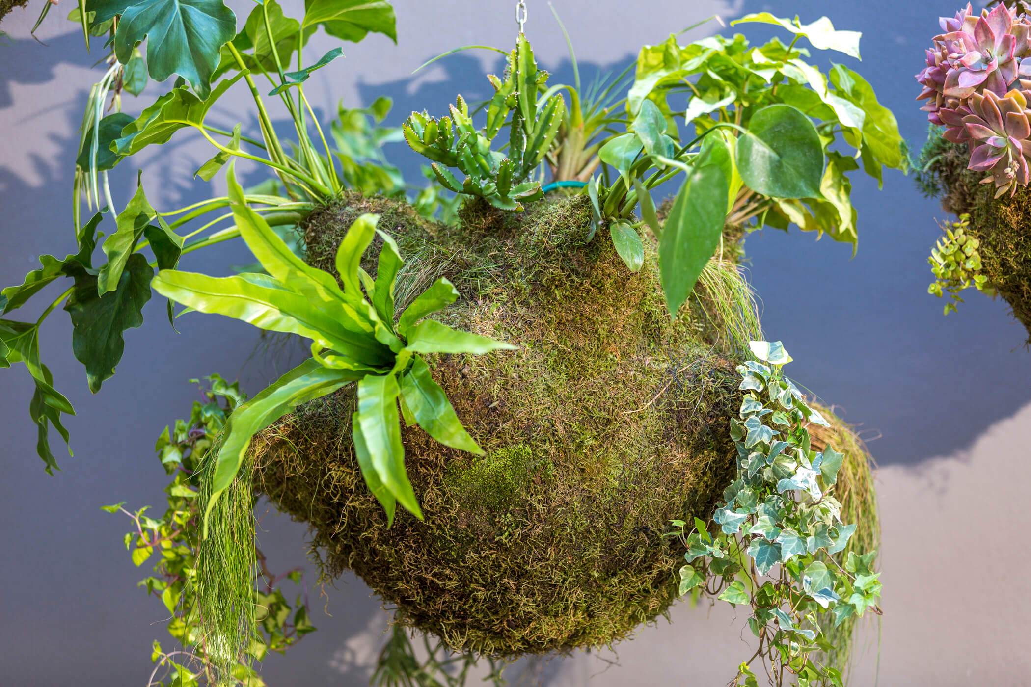 The Amazon hanging garden 2