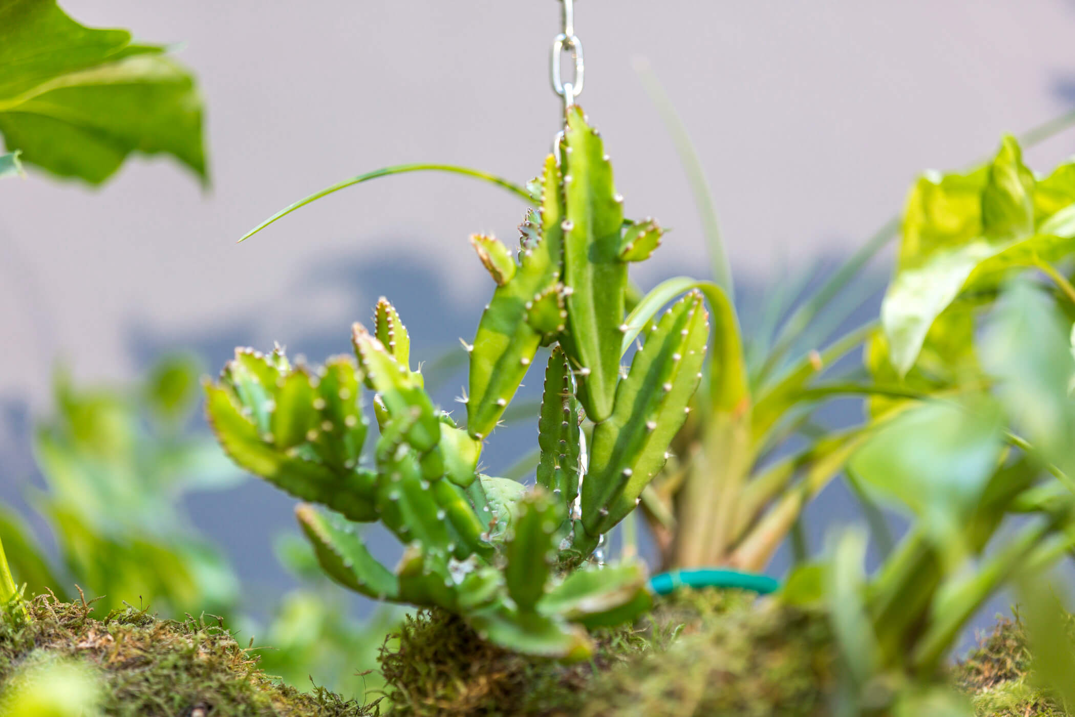 The Amazon hanging garden 3