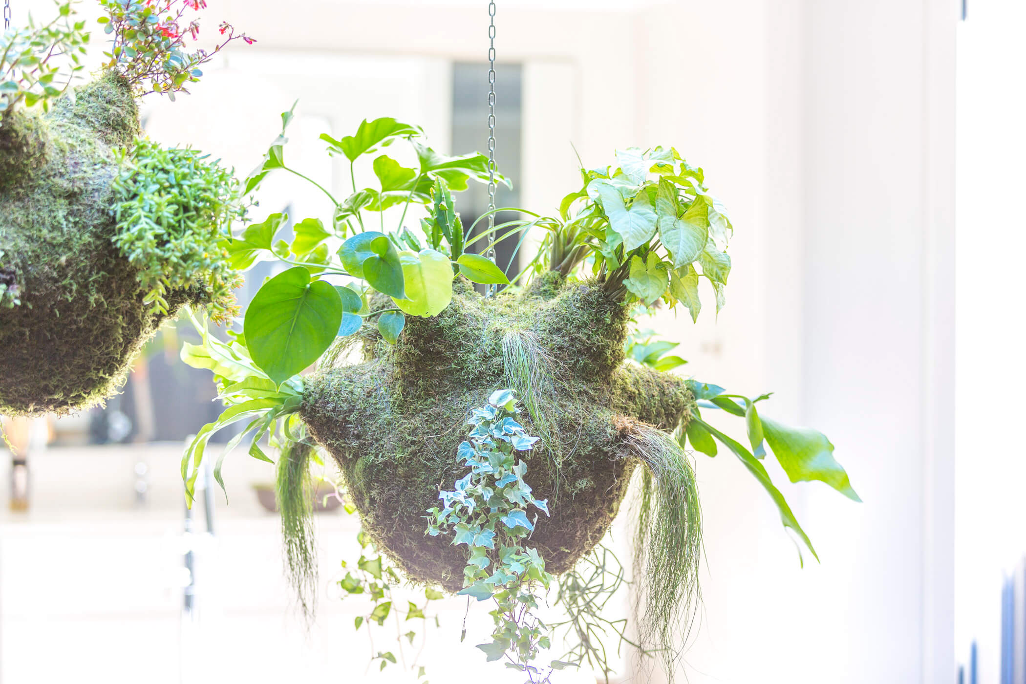 The Amazon hanging garden 5