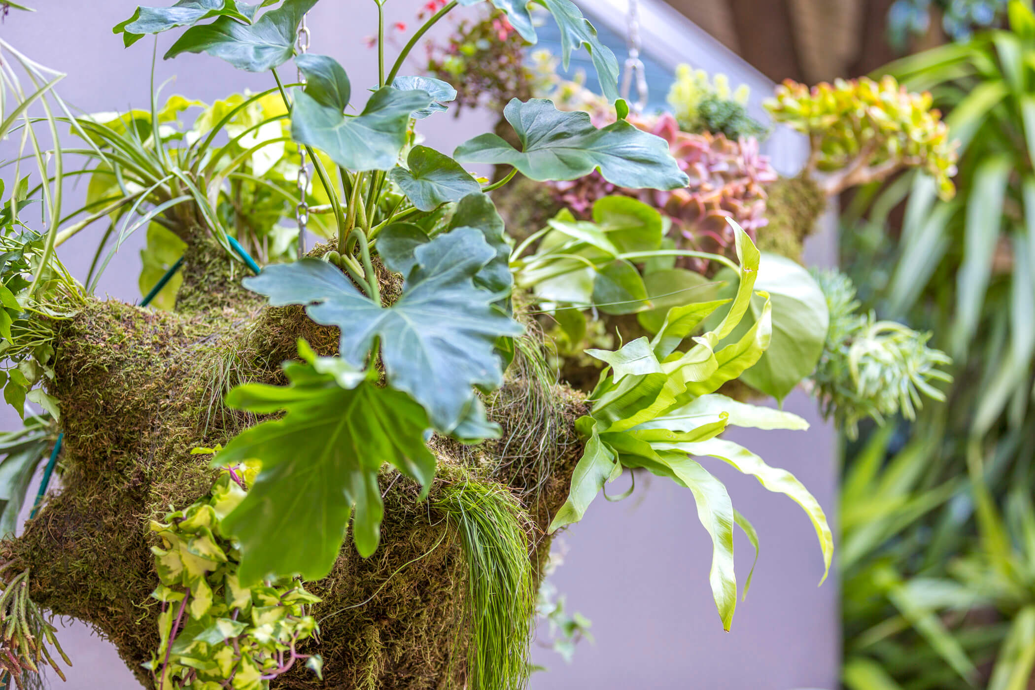 The Amazon hanging garden 9