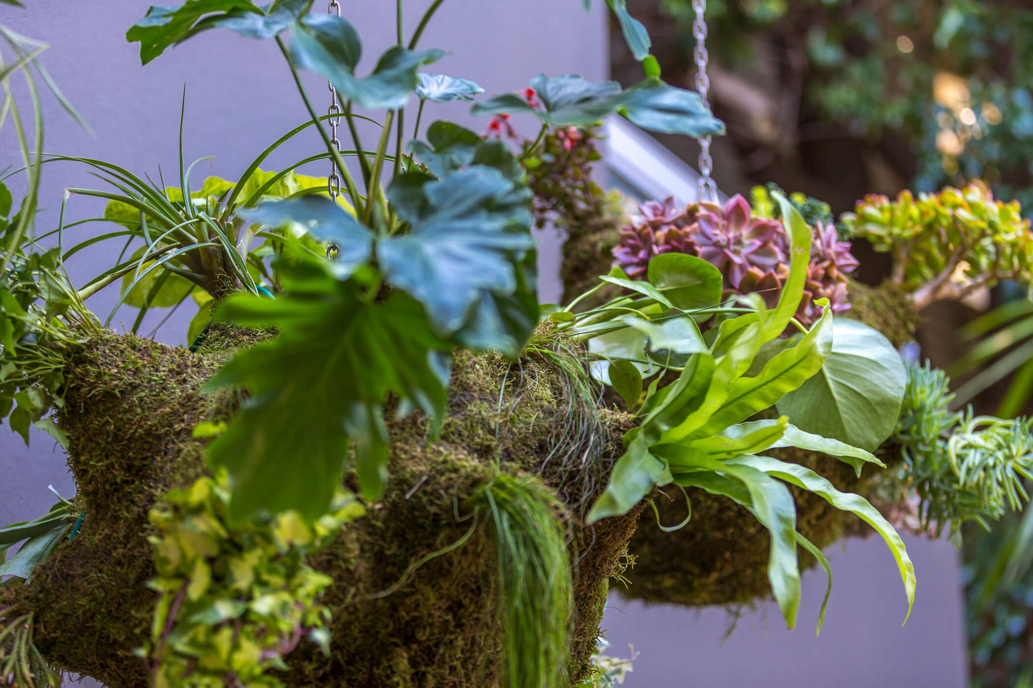 The Amazon hanging garden 10