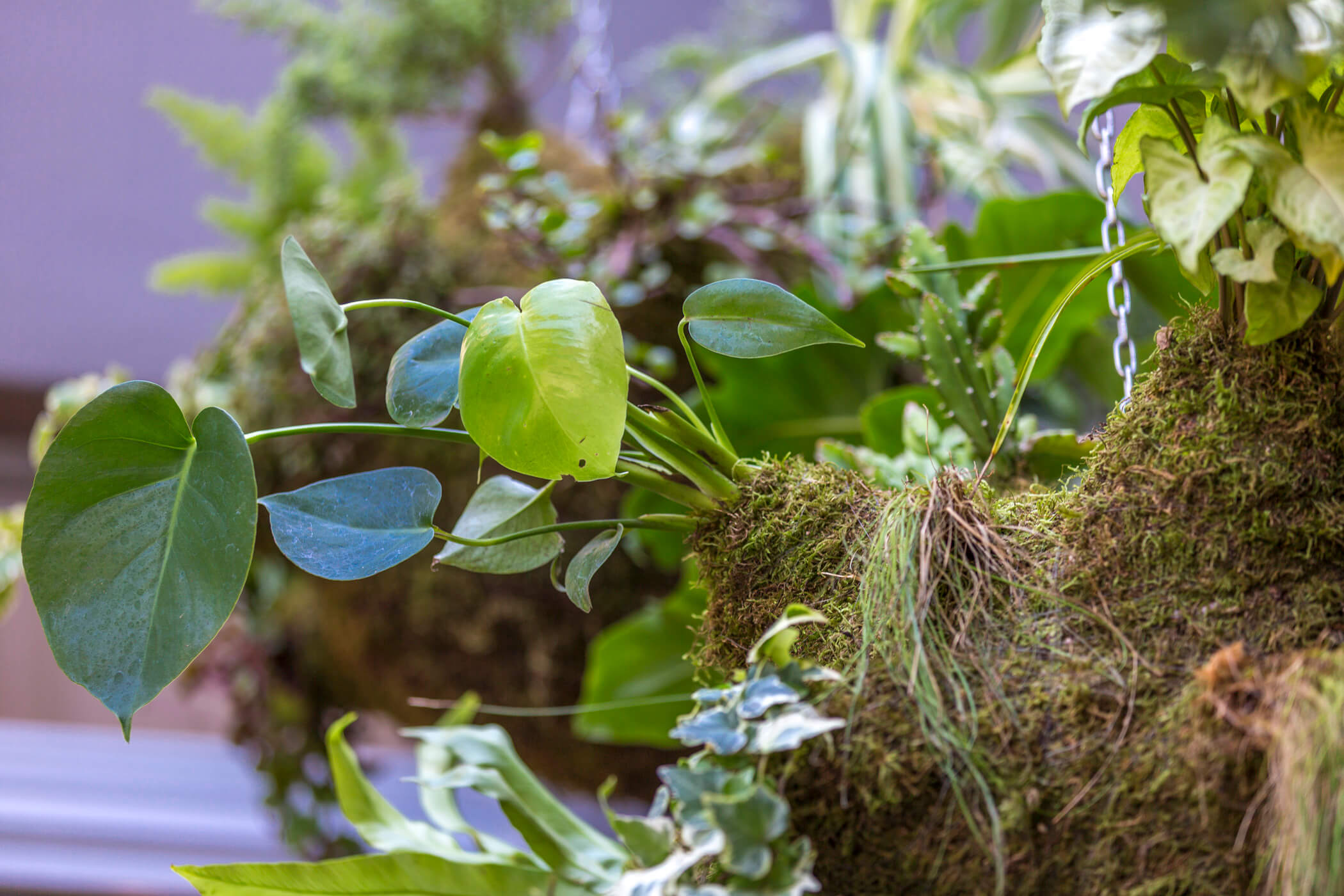 The Amazon hanging garden 11