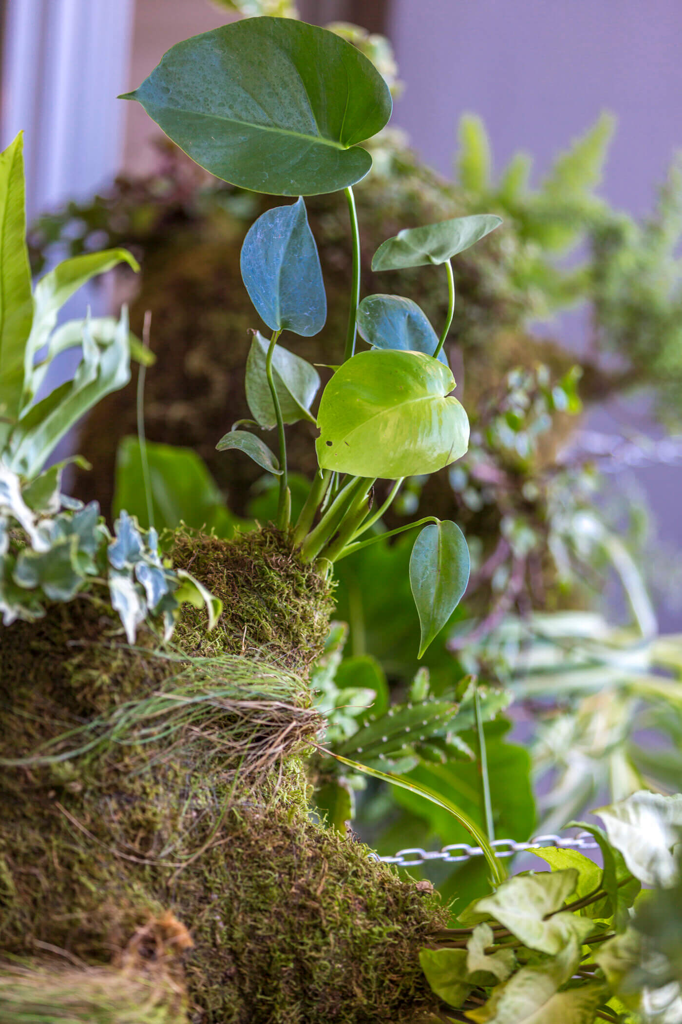 The Amazon hanging garden 12