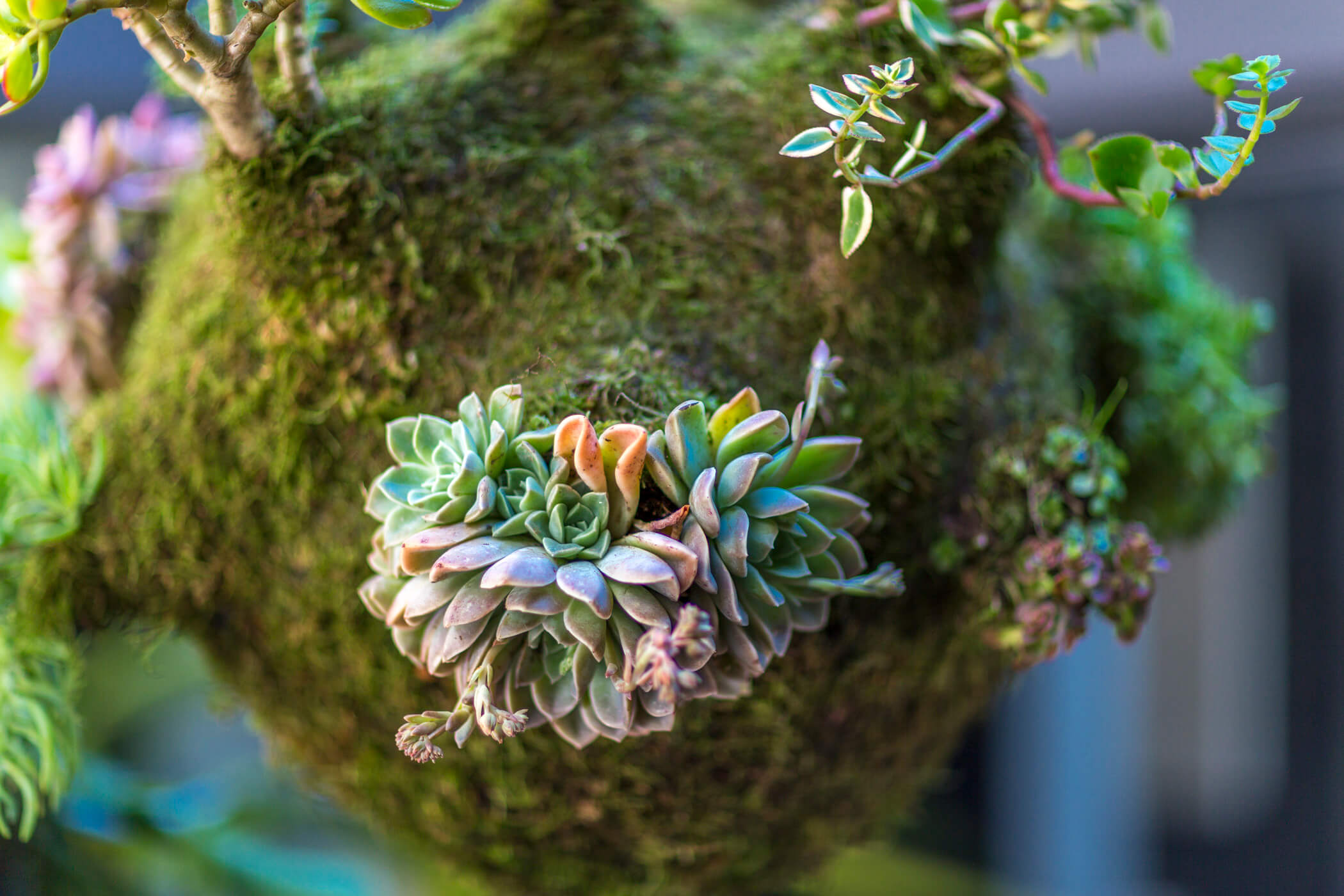 Hanging Garden gallery image 11