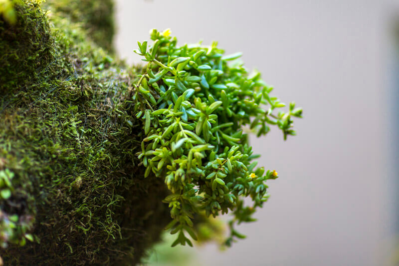 Hanging Garden gallery image 12