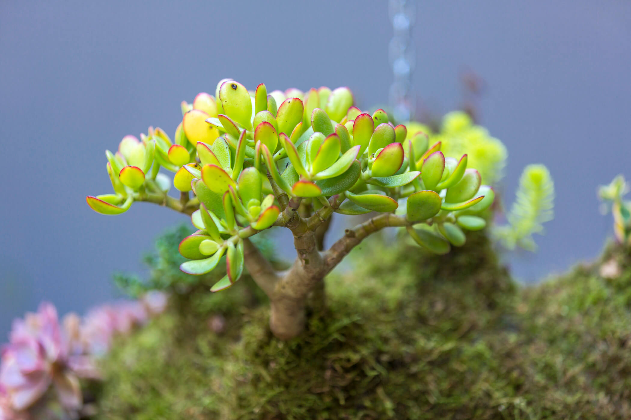 Hanging Garden gallery image 14