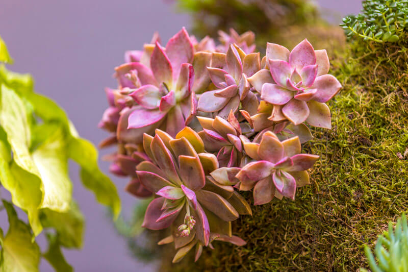 Hanging Garden gallery image 15