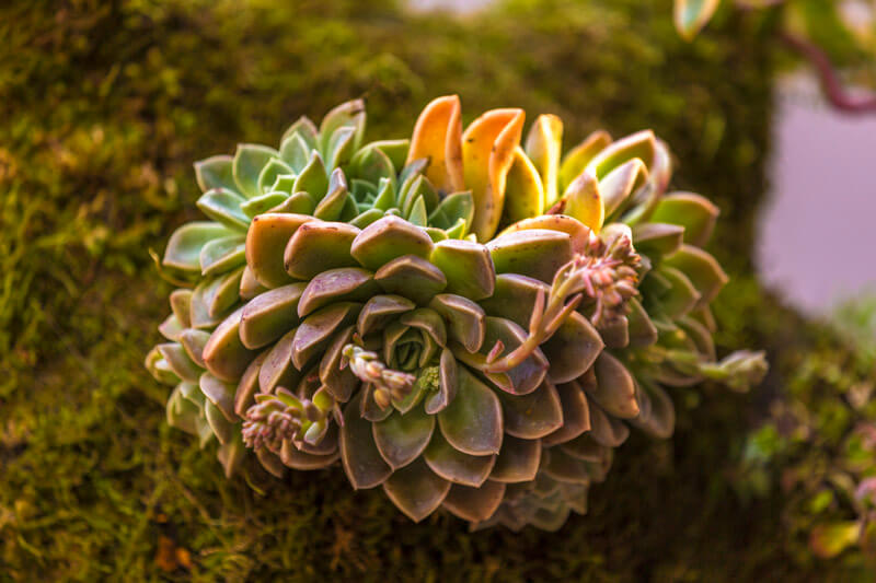 Hanging Garden gallery image 16
