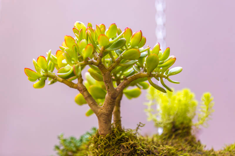 The Sahara hanging garden 1
