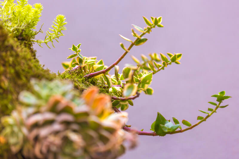 The Sahara hanging garden 2