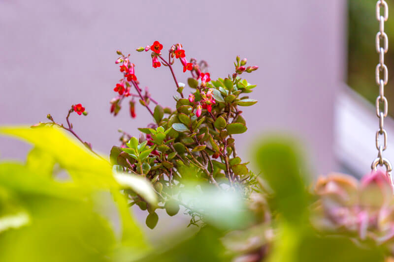 The Sahara hanging garden 3