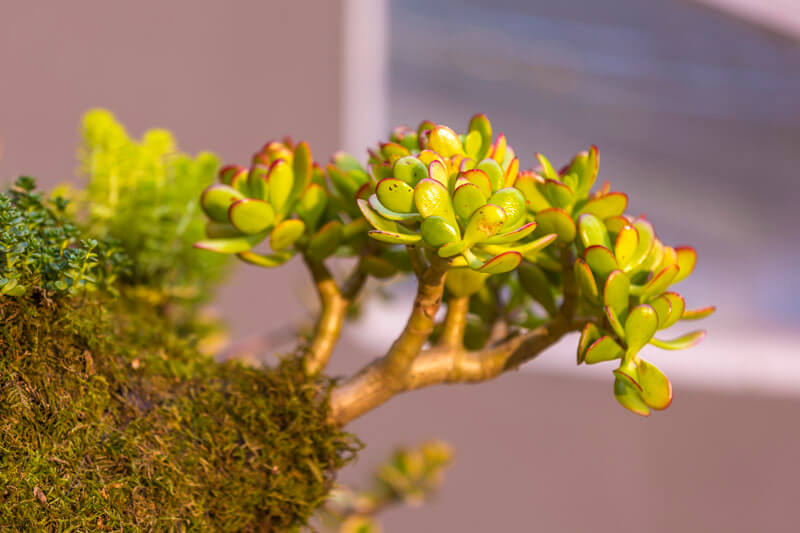 The Sahara hanging garden 4
