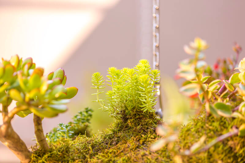 The Sahara hanging garden 5