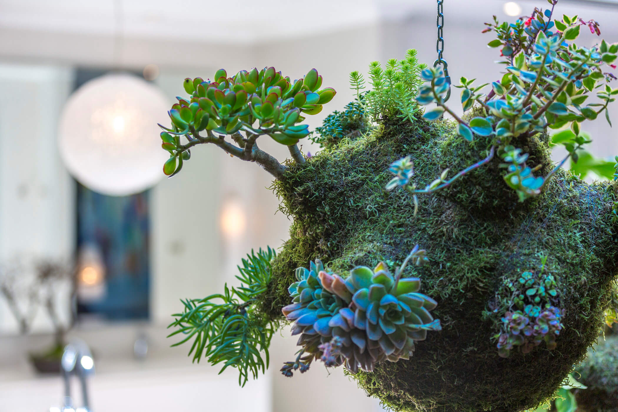 The Sahara hanging garden 6